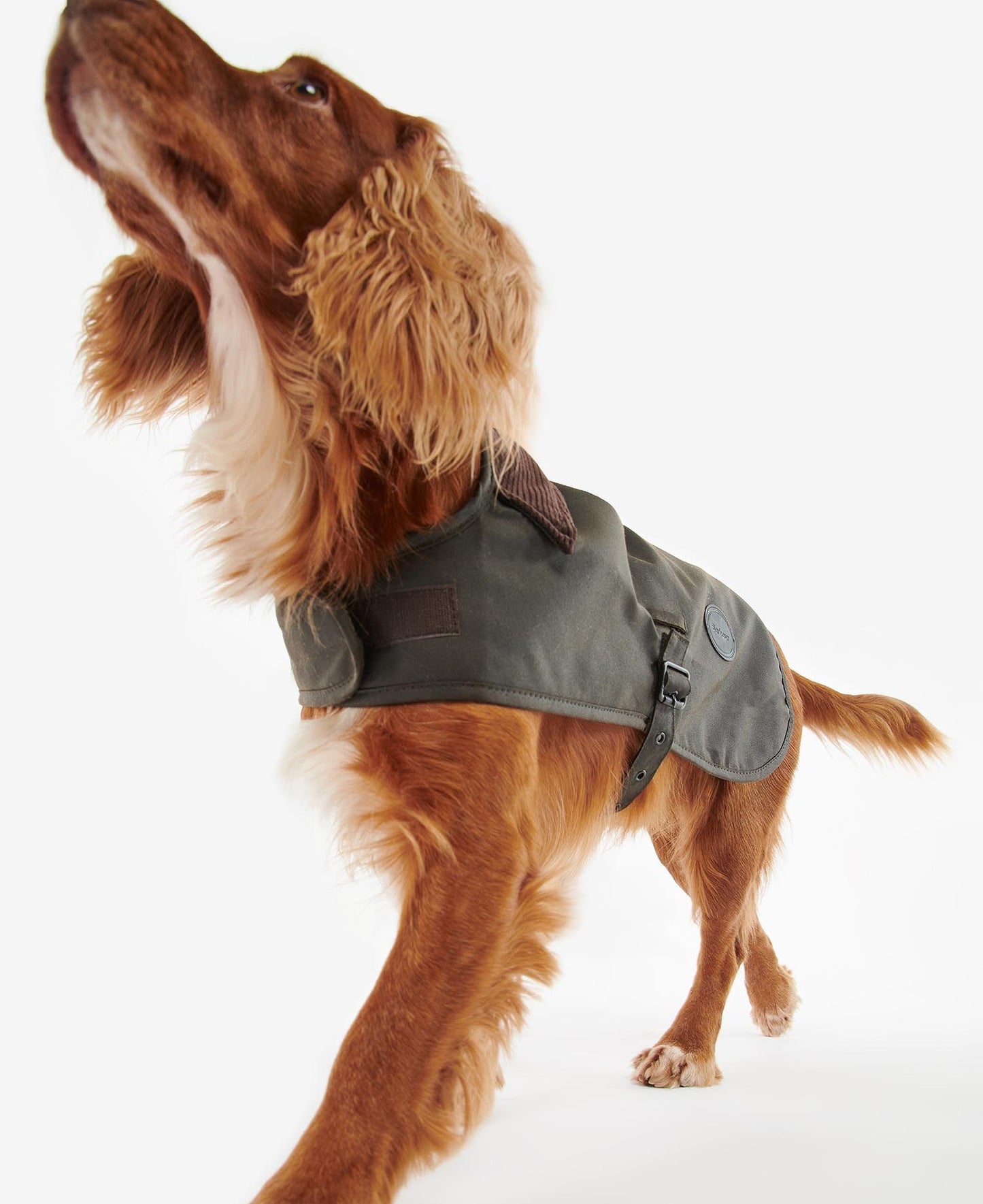 BARBOUR - Dog Coat